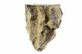 Triceratops Shed Tooth - Montana #98313-1